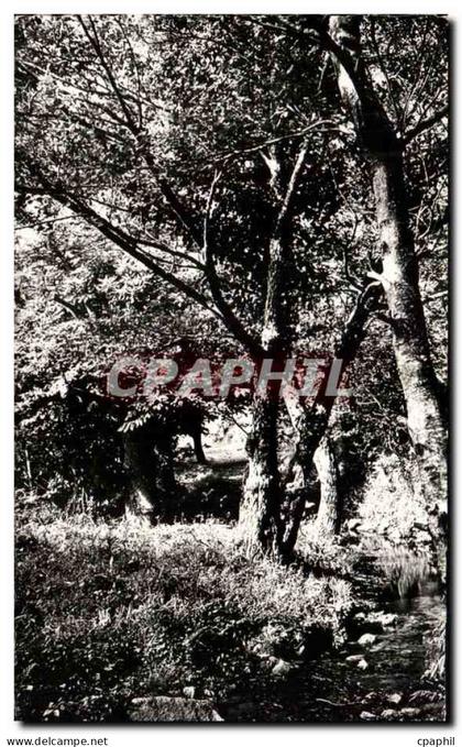 CPSM La Garde Freinet Sous Bois