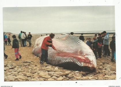 cp , animaux marins ,baleine échouée à la pointe du GROUIN ,85 ,LA TRANCHE SUR MER ,1992 , vierge,n° 828