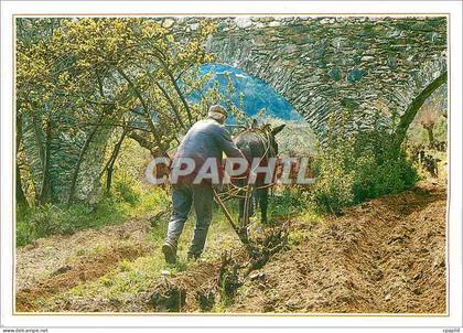 CPM Couleurs et Traditions en Languedoc Le Labour a l'ancienne