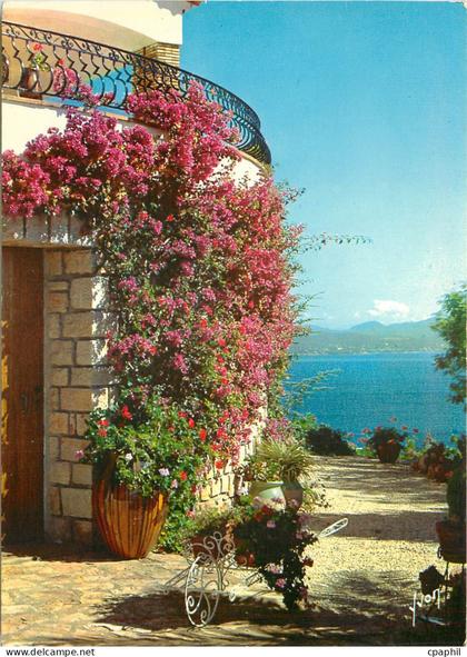 CPSM Les Issambres (Var) Les Bougainvilliers en fleur