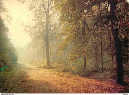 Carte Postale - 92 - Meudon - Forêt de Meudon Clamart - CPM - Voir Scans Recto-Verso