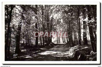 CPM Montfort L'Amaury Promenade en Foret