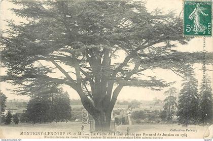 CPA Montigny lencoup S et M Le cedre du Liban plante par Renrd de Jussieu en 1734