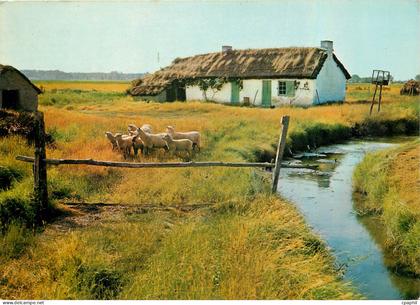 CPM Au Pays de Monts Moutons