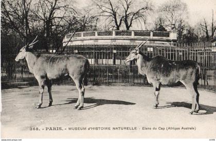 cpa 75 PARIS Museum d'histoire Naturelle, Elans du Cap  dos écrit, parcs et jardins, animaux Afrique  voir scanne