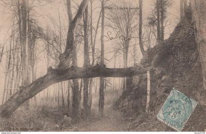 95 / OSNY / L'ARBRE PENCHE