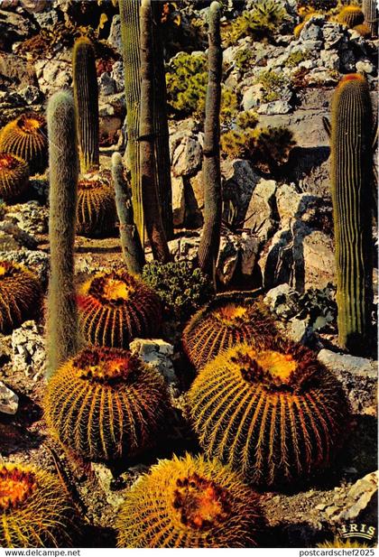 B50432 Cote d`Azur Jardin exotique cactus   france