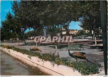 CPM Perpignan PO La Promenade