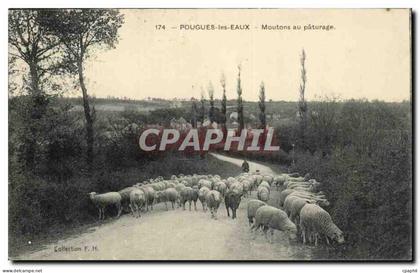 Pougues les Eaux - Moutons au Paturage - sheep - CPA