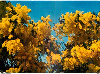 COTE D'AZUR - MIMOSAS
