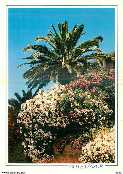 COTE D'AZUR - PAYSAGE