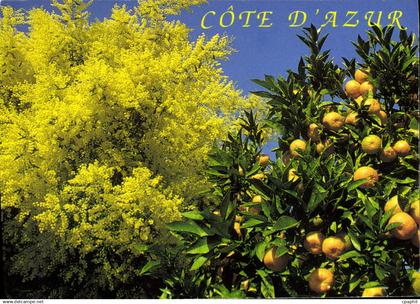 CPM Cote d'Azur