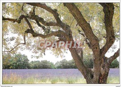 CPM Images de Provence
