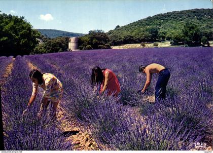 CPM Reflets De La Cote D'Azur Cueillette De La Lavande