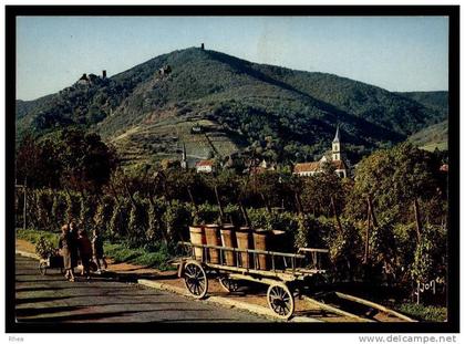 68 Ribeauvillé vendanges D68D K68269K C68269C RH079250
