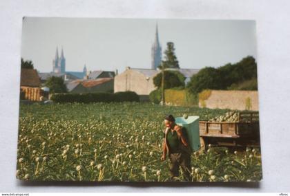 Cpm, Saint Pol de Léon, récolte d'artichauts au pays du Léon, Finistère 29