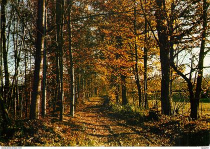 CPM Campagne Pittoresque Haute Vienne St Sulpice les Feuilles