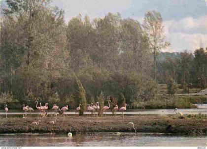 Carte Postale - 91 - Saint Vrain - Parc Zoologique de Saint Vrain - Flamants Roses - CPM - Voir Scans Recto-Verso - Posc