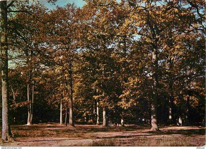 Carte Postale - 91 - Forêt de Sénart - En forêt de Senart -  -  -  -  - CPM -  -  - Voir Scans Recto-Verso