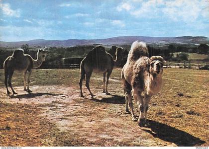 11 SIGEAN RESERVE AFRICAINE DE SIGEAN