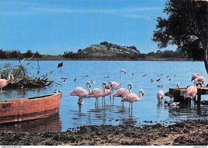 11 SIGEAN RESERVE AFRICAINE DE SIGEAN