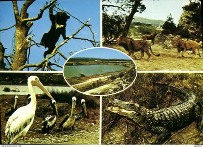 CPA Sigean Reserve Africaine de Sigean Aude