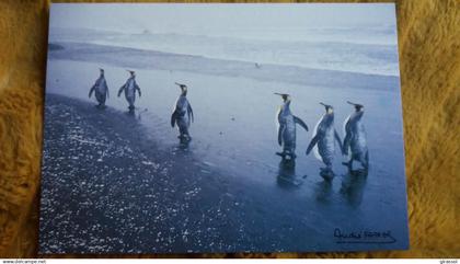 CPM TAAF TERRES AUSTRALES ET ANTARCTIQUES DE FRANCAISES MANCHOTS ROYAUX RATMANOFF KERGUELEN FATRAS  ED LABOUREUR