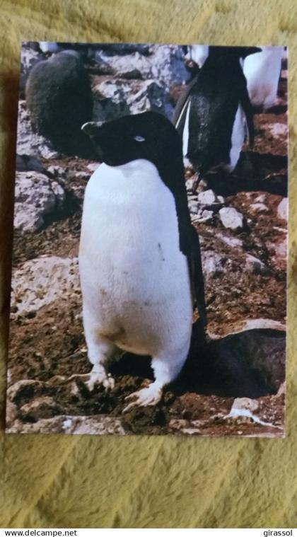 CPM TAAF TERRES AUSTRALES ET ANTARCTIQUES DE FRANCAISES TERRE ADELIE POLE SUD MANCHOT ADELIE ED INDUPHOT 1436