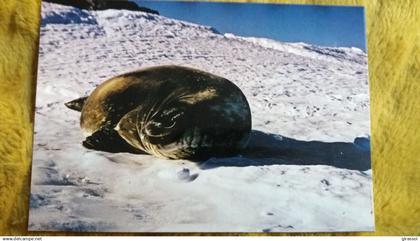 CPM TAAF TERRES AUSTRALES ET ANTARCTIQUES DE FRANCAISES TERRE ADELIE POLE SUD PHOQUE DE VEDELL ED INDUPHOT 1432