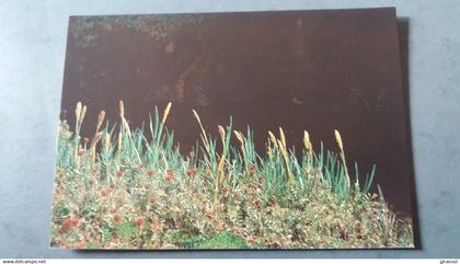 CPM TAAF TERRES AUSTRALES ET ANTARCTIQUES FRANCAISES POA COOKI PHOTO ANDRE FATRAS