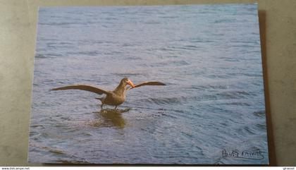CPM TERRES AUSTRALES ET ANTARCTIQUES FRANCAISES KERGUELEN PETREL GEANT OISEAU ED LABOUREUR PHOTO A FATRAS TAAF 1985