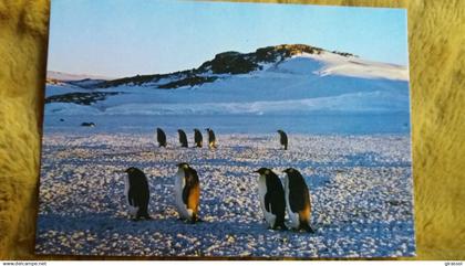 CPM TAAF TERRES AUSTRALES ET ANTARCTIQUES DE FRANCAISES TERRE ADELIE POLE SUD MANCHOTS EMPEREURS ALLANT A LA ROCKERY