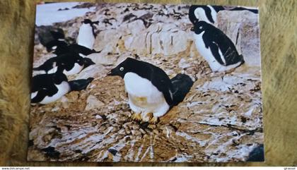 CPM TAAF TERRES AUSTRALES ET ANTARCTIQUES DE FRANCAISES TERRE ADELIE POLE SUD NID D ADELIE ED INDUPHOT MANCHOT ?