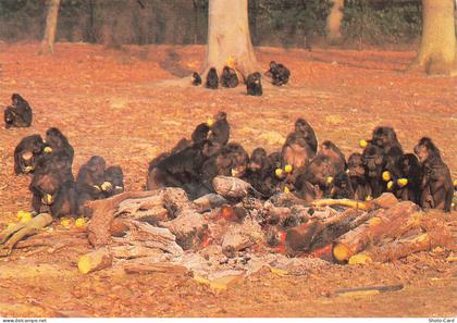 78 THOIRY PARC ZOOLOGIQUE DE THOIRY