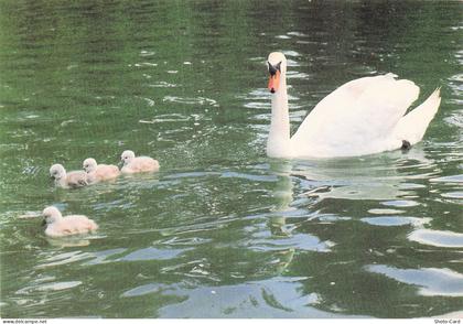 78 THOIRY PARC ZOOLOGIQUE DE THOIRY