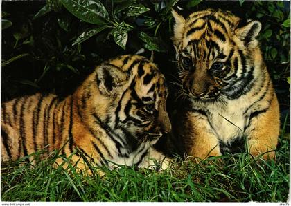 CPM Thoiry Petits tigres du Bengale FRANCE (1452484)