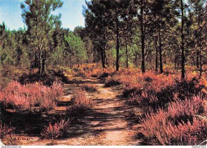 69 VENISSIEUX FORET DE VENISSIEUX
