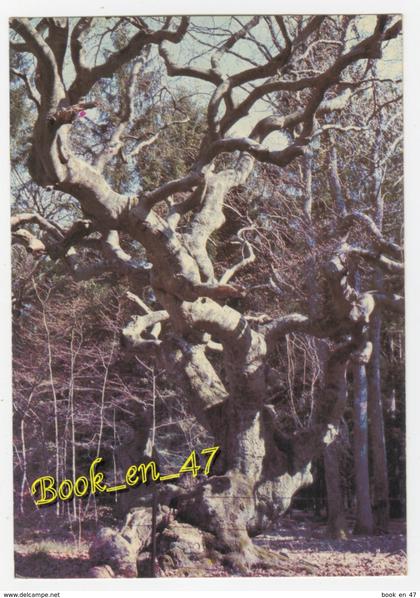 {57542} 51 Marne Verzy , Les Faux de Verzy