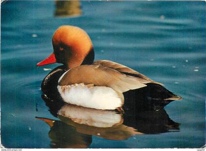 CPM Villars-les-Dombes (Ain) Nette Rousse