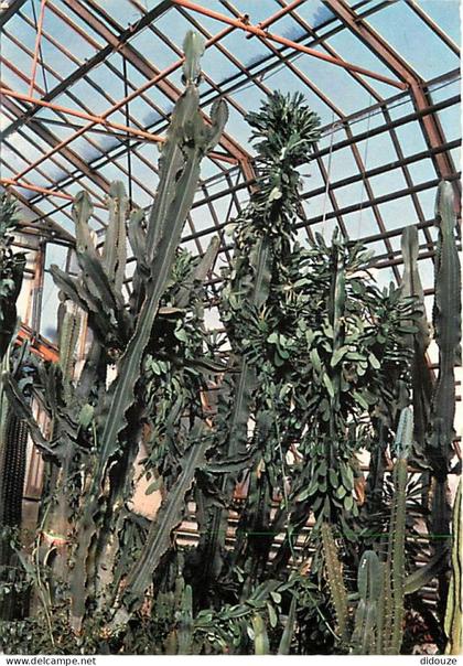 Carte Postale - 88 - Xonrupt-Longemer - La Moineaudière - Les Euphorbes géantes - Carte Neuve - CPM - Voir Scans Recto-V