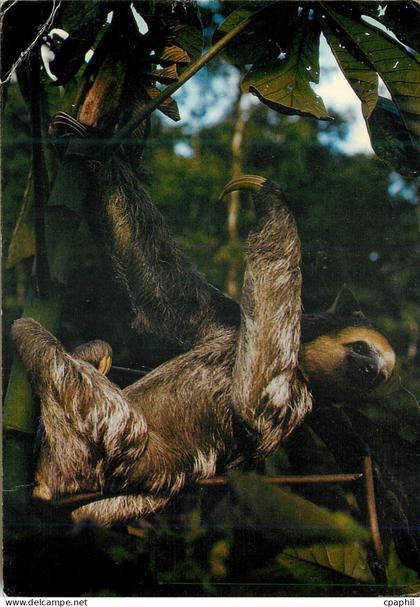 CPM Guyane Francaise et Surinam Faune L'ai ou Mouton paresseux