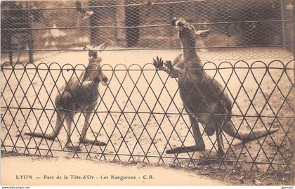 LYON - 6° ARR - PARC DE LA TETE D'OR - LES KANGOUROUS