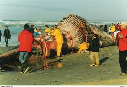 Plomeur La Torche animée Dépeçage Baleine échouée sur la Plage