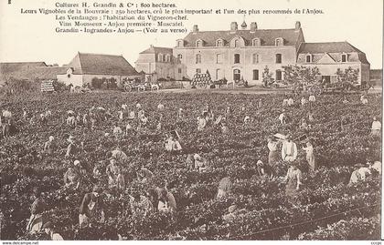 CPA Grandin - Ingrandes Les Vignobles de la Rouvraie - vendanges