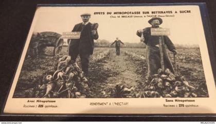 effets du nitropotasse sur betteraves a sucre -chez M BRILLAUD LEANCE -à TAUCHE