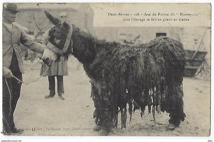 CPA 79 Deux Sèvres Ane du Poitou Bourayoux Parthenay Bressuire Saint St Maixent l'École Thouars Secondigny Chauray Melle