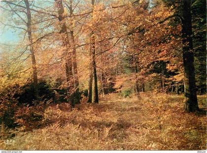 Carte Postale - 87 - Limousin - Automne en Limousin - Forêt - CPM - Voir Scans Recto-Verso - Poscard - Carta Postal -  P