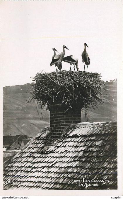 CPA Les Cigognes En Alsace
