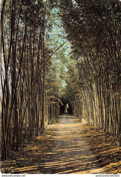 B31542 Saint jean du Gard Foret de Bambous geants france