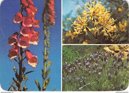 BR2901 Corse La Corse en Fleurs flowers france